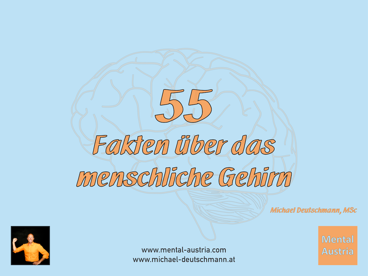 Fakten Ber Das Menschliche Gehirn Mental Blog F R Mentaltraining